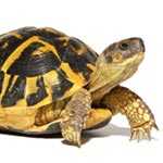  Reptiles