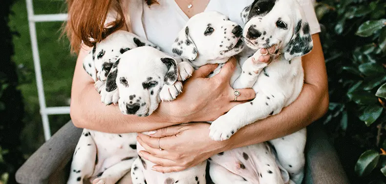 Sell dogs, cats and other pets